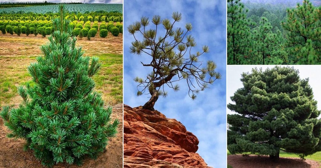 how-fast-do-pine-trees-grow